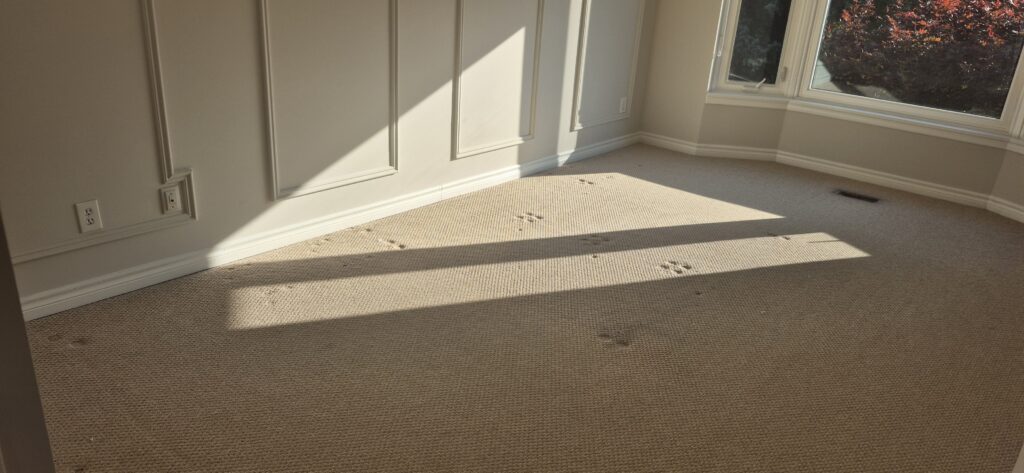 Flooring Installation Services in Toronto & the GTA Master bedroom with carpet before flooring replacement